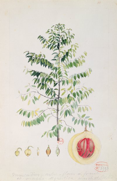 El árbol de la nuez moscada, flor y fruto de French School