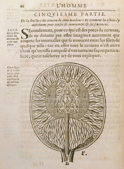 La estructura del cerebro, de De Homine Figuris por René Descartes (1596-1650) publicado en La Haya, 1662 de French School
