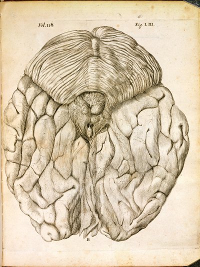 La Estructura del Cerebro, de De Homine Figuris por René Descartes publicado en La Haya, 1662 de French School