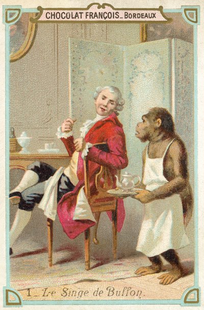 El simio del Conde de Buffon, naturalista francés de French School