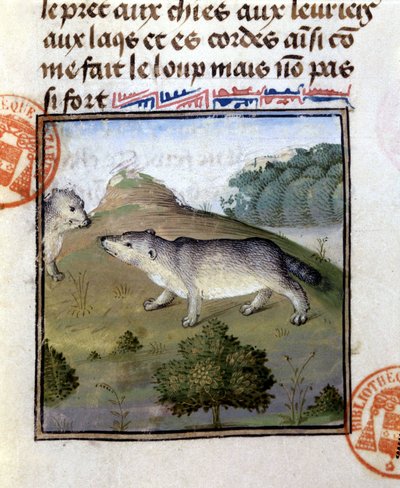 El tejón - en "Libro de Caza de Gaston Phoebus, Conde de Foix, Señor de Béarn" de French School