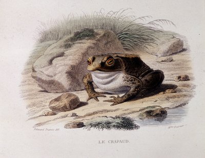 El sapo común (Bufo bufo) - en “Lacepede” de French School