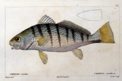 La corvina umbrina según 