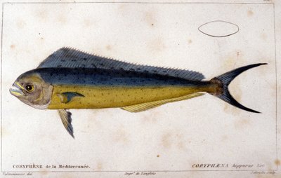 La corifena del Mediterráneo después de 