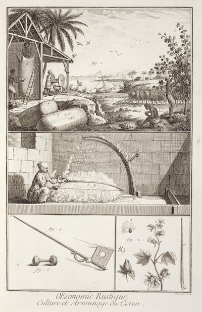 El cultivo del algodón, de la Enciclopedia por Denis Diderot (1713-84), grabado por A. Provost (fl.1834-55), c.1760 de French School