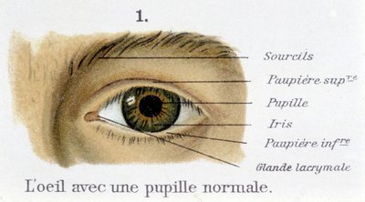 El ojo con una pupila normal (detalle) de French School