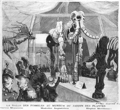 La sala de fósiles en el Museo de Historia Natural de París, c.1880 de French School
