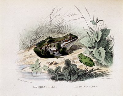 La rana y la lluvia verde (rana) - en “Lacepede” de French School