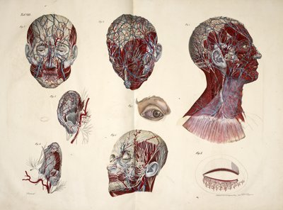 Los tejidos de la cabeza, los ojos, el cuello y los oídos, 