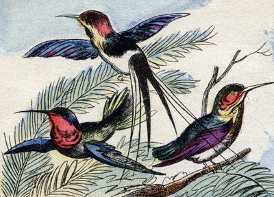El colibrí. Grabado en "Buffon Alphabet des Oiseaux n 2". 3ª Serie N 2. Imágenes de Epinal, Epinal, finales del siglo XIX. 16 páginas. de French School