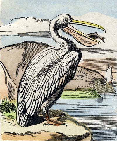 El pelícano. Grabado en "Buffon Alphabet des Oiseaux n 1". 3ª Serie N 1. Imágenes de Epinal, Epinal, finales del siglo XIX. 16 páginas. de French School