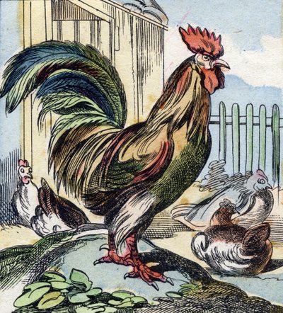 El gallo. Grabado en "Buffon Alphabet des Oiseaux n 2". 3ª Serie N 2. Imágenes de Epinal, Epinal, finales del siglo XIX. 16 páginas. de French School
