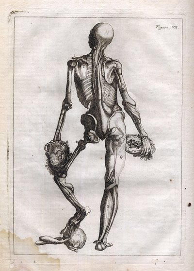 Esta figura puede satisfacer la curiosidad de aquellos que quieren ver el cuerpo despojado hasta los huesos - grabado en 