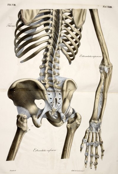 Tórax, de Placas anatómicas del cuerpo humano ejecutadas según dimensiones naturales, acompañadas de un texto explicativo Publicado por el cte de Lasteyrie de French School