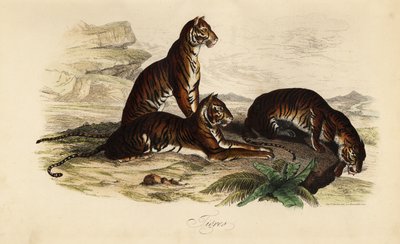 Tigre, Panthera tigris de French School