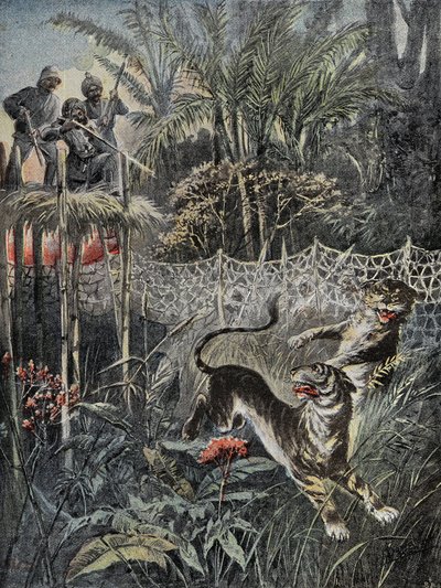 Caza de tigres en las selvas de la India: los defensores están detrás de la red y los cazadores están a salvo en el mirador. Grabado en “Le Pelerin”, el 05/02/1899. Selva Coll. de French School