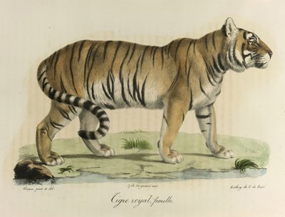 Tigre real, hembra. Un tigre real hembra, de Historia natural de los mamíferos (litografia en color) de French School