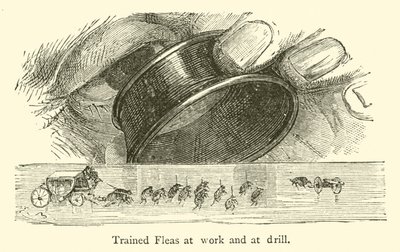 Pulgas entrenadas trabajando y en ejercicio de French School