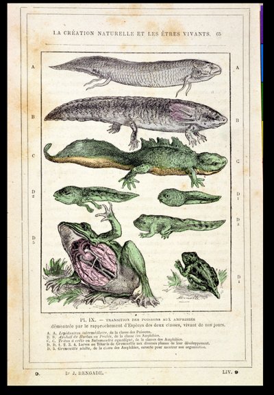 Transición de peces a anfibios, de un libro del Dr. Rengade, c.1880 de French School