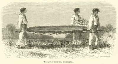 Transporte de una hoja de Nymphaea de French School