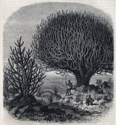 Árbol Euphorbo en África Oriental (Sudán). Grabado por Freeman en "El Magasin Pintoresco" de French School