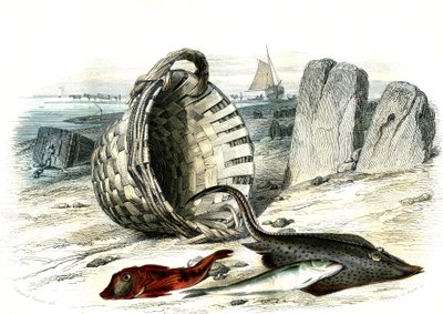 Trigle grondin (Trigle cuculus), merlán (merlangius merlangus), raie grondin (dipturus batis) - Lámina extraída de la Histoire Naturelle de Bernard Germain de Lacepede (1856-1925), edición P.Furme, París. de French School