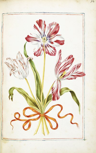 Tulipanes, siglo XVIII de French School