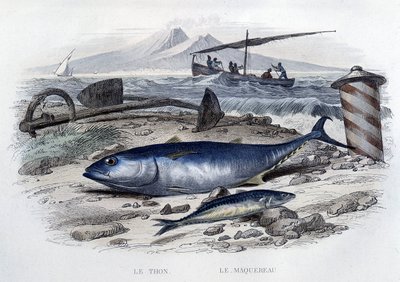 Atún y caballa - en "Historia natural" por Lacépède, T.II, ed. Furne et Cie, París de French School