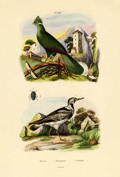 Turaco de French School