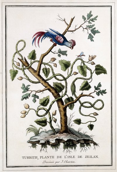 Turbith, planta de la isla de Ceilán, 1784 de French School