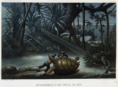 Tortuga de una tortuga marina - en “Le monde de la mer” de Alfred Fredol, Hachette, París de French School