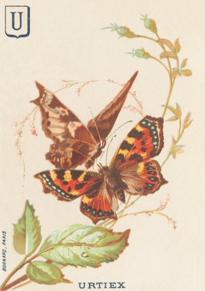 U: Urtiex (Aglais urticae o Pequeña Tortuga) de French School
