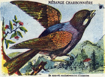 Imagen desconocida de French School