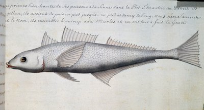 Pez desconocido, Estrecho de Magallanes, acuarela del libro de registro de Jacques Gouin de Beauchesne, capitán de la Compagnie royale de la Mer du Sud, de 1698 a 1701, Francia de French School