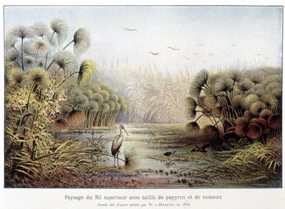 Paso del Alto Nilo con papiro y bosquecillo de juncos. de French School