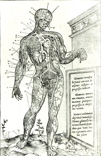 Sistema vascular según Charles Etienne, de De dissectione partium corporis humani libri tres, 1545 de French School