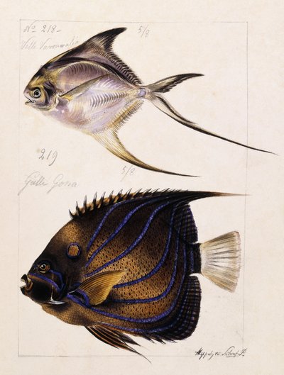 Velle... Etc, c.1850 de French School