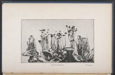 Vegetación osmótica, Fig. 62, pág. 163, de 