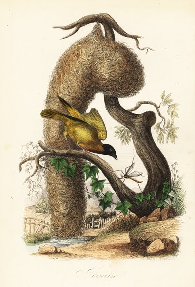 Tejedor aldeano, Ploceus cucullatus, con nido de hierba tejida de French School