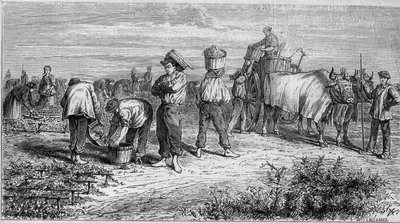 Viticultura en Medoc: recolección de uvas durante la cosecha. Grabado en “Le Monde Illustré” n°561 del 11 de enero de 1868. de French School