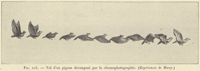 Vuelo de una paloma descompuesto por la cronofotografía de French School