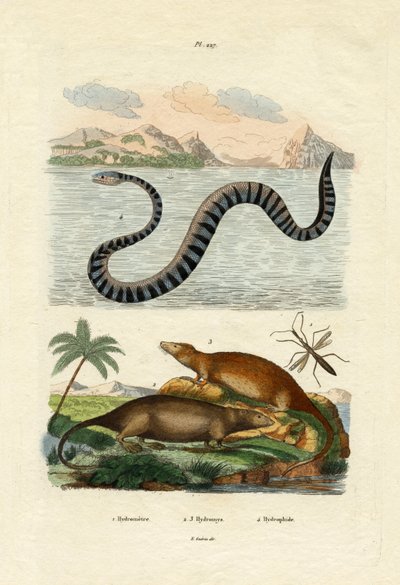 Rata de agua, 1833-39 de French School