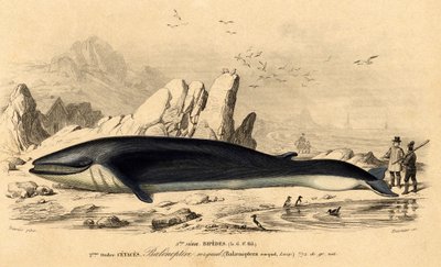 Ballena o baleinóptero (Balaenoptera rorqual) de French School