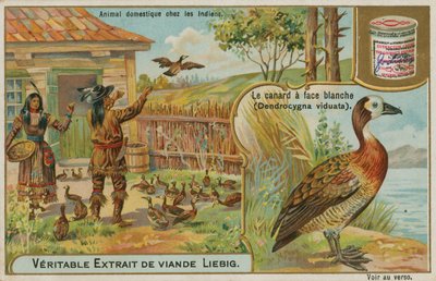 Pato silbón cariblanco, domesticado por los indios americanos de French School