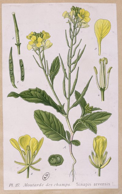 Mostaza Silvestre (Sinapis Arvensis) de French School