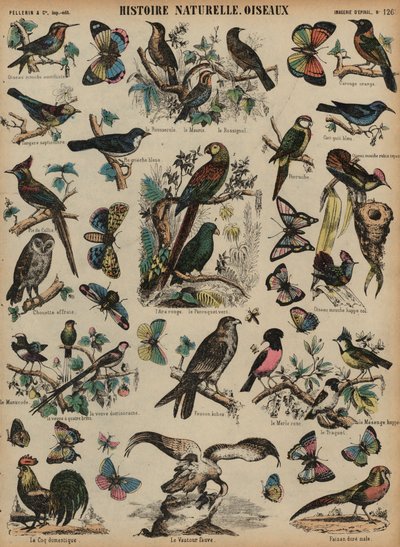 Aves silvestres de French School