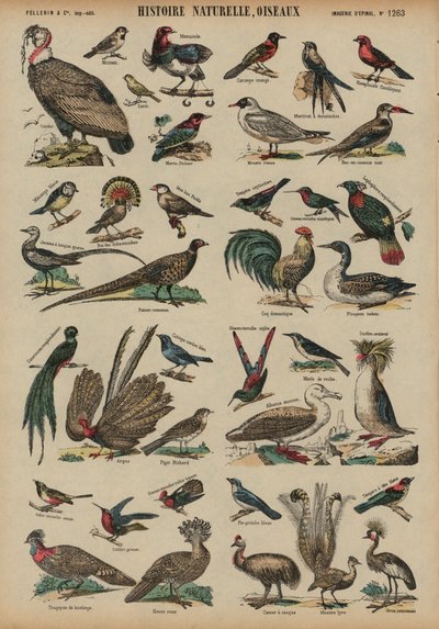 Aves silvestres de French School