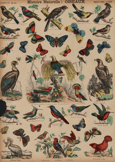 Aves silvestres de French School