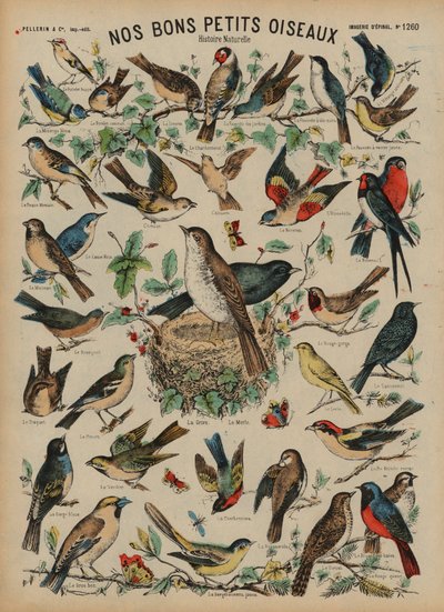 Aves silvestres de French School