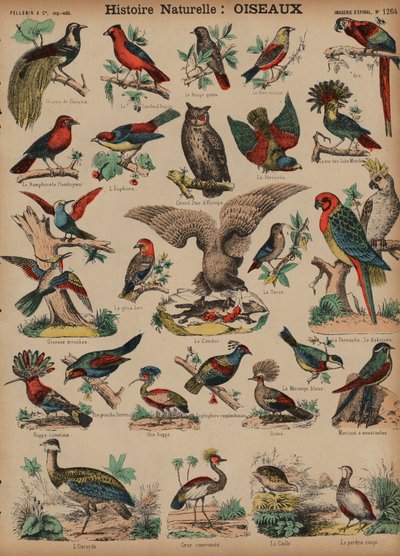 Aves silvestres de French School